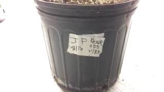Jawa Pie - Grow Log 1