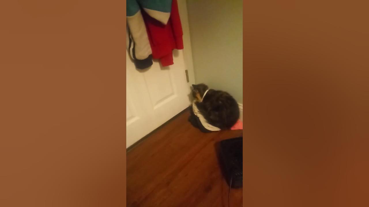 Best way to sell a cat. YouTube