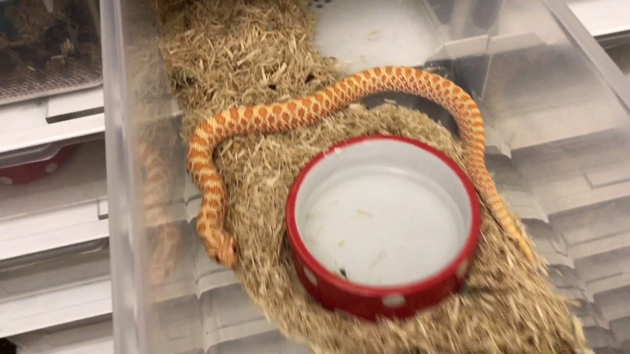 camera iphone 8 plus apk Ball python hatchlings
