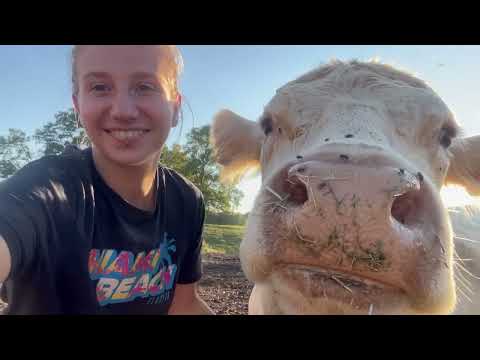 I'm bringing Noémie, Perrine, and Nova in for their pre-calving vaccinations! Océane, Farmer