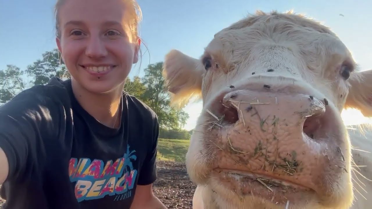 Je rentre Noémie, Perrine et Nova pour les vaccinée avant vêlage ! Océane Agricultrice