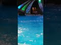 dolphin show @georgia