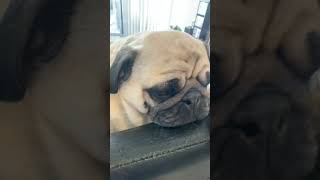 #popipo #dog #viral