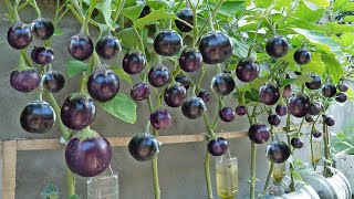 The method I used to grow eggplant did not require watering for a month,but the yield was still high