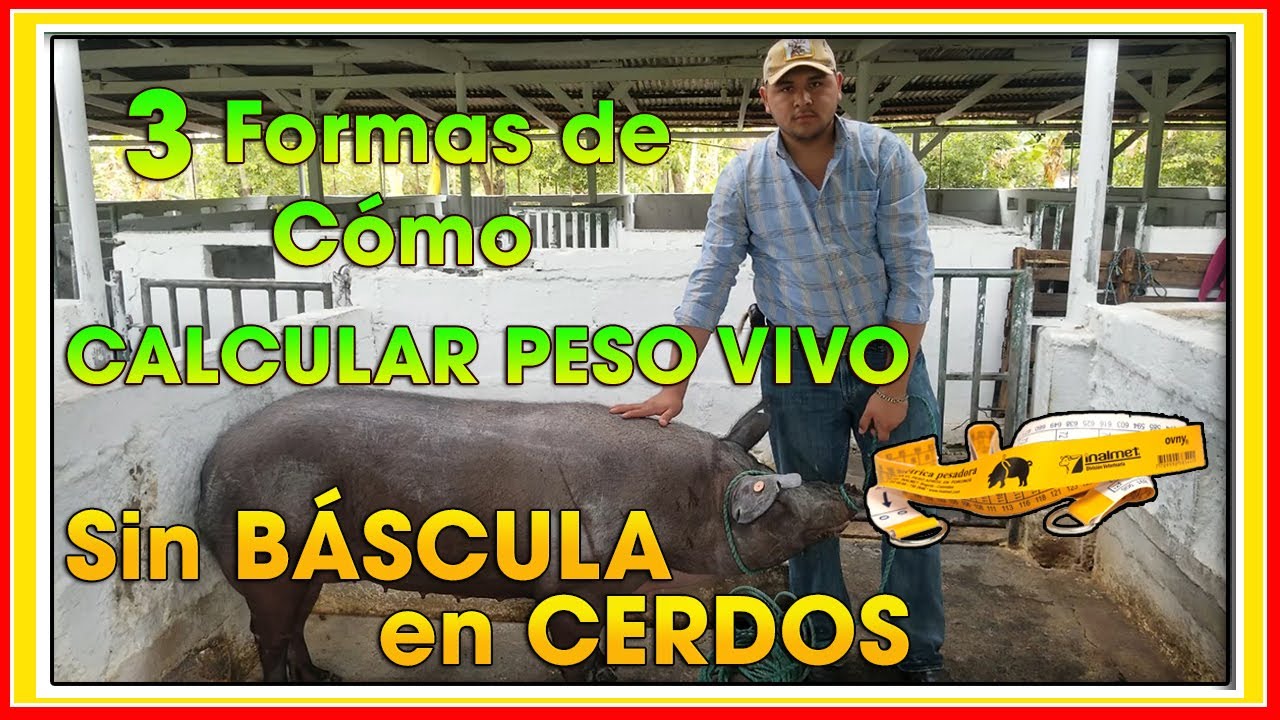 Calcula Tu Peso Ideal Y Descubre Cuantas Libras Cargas En Exceso Calcula Tu Peso Ideal Y Descubre Cuantas Libras Cargas En Exceso