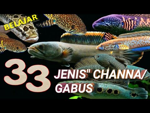 ikan gabus hias/ genus channa - youtube