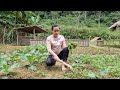 How to build garden, Make pig duck food, Free life in forest - Ep.99 | Lý Thị Ca