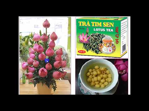 TNXH lớp 2 - Tuần 26. Bài dạy: Một số loài cây sống dưới nước