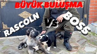 KÜÇÜK ADAMLARIN BÜYÜK BULUŞMASI ALABAİ BOSS RASCOLNE KARŞI