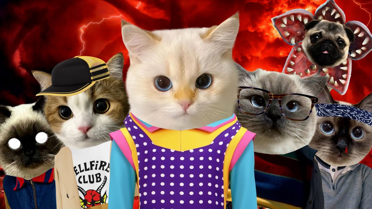 STRANGER THINGS 5 (but with cats!)