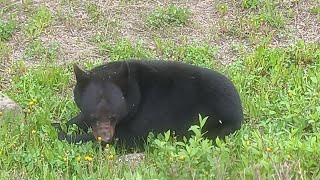 black bear eating some dandelions in British Columbia Canada