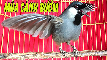 Khướu bạc má Múa hót kích bổi yếu lửa căng lửa cực sung/khướu múa xòe cánh VÍP kích bổi Múa theo