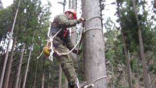 Japanese traditional tree climbing
