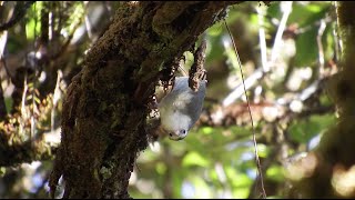 The Last Akikiki of Waialae