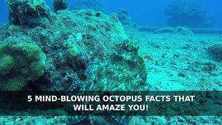 5 Mind-Blowing Octopus Facts That Will Amaze You!