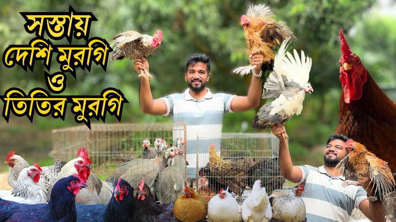 দেশি মুরগি কিনতে গিয়ে সস্তায় তিতির মুরগিও নিয়ে আসলাম আজকের হাটে । দাম কত জানুন??