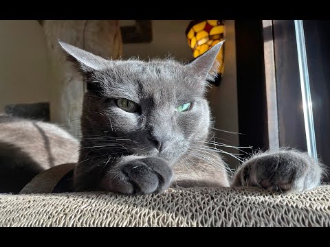 A Kits Cats October Surprise