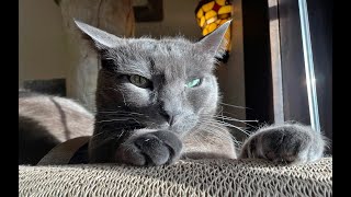 A Kits Cats October Surprise