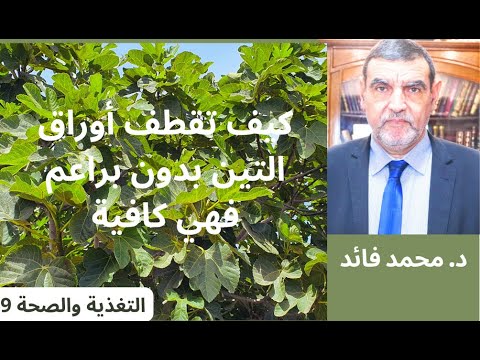 الدكتور محمد فائد التغذية والصحة 9 كيف تقطف وتجمع أوراق التين لأهميتها العلاجية والواقية