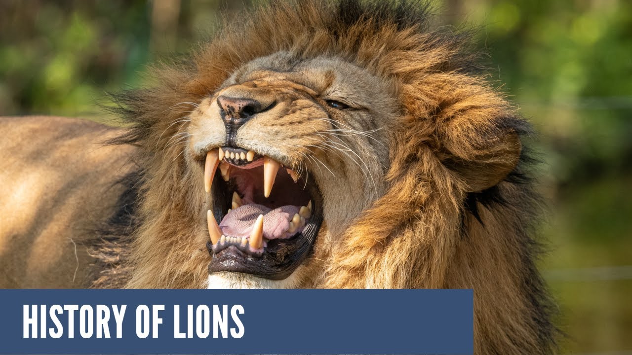 The Full History of Lions King Of The Jungle history animals YouTube