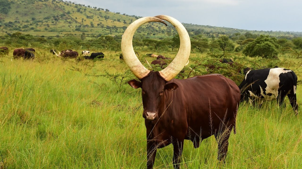 SOBANUKIRWA KUROTA INKA ISHAKA KUKWICA?IKWIRUKAHO?UZIRAGIYE/DEO