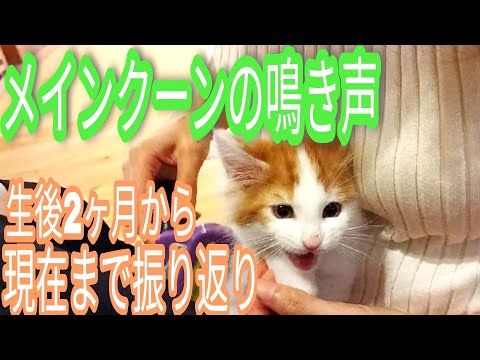 【メインクーンオス猫の鳴き声】生後2ヶ月から今までを振り返ってまとめました