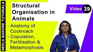 Structural Organisation in Animals - Anatomy of Cockroach- Copulation, Fertilisation & Metamorphosis Structural Organisation in Animals - Anatomy of Cockroach- Copulation, Fertilisation & Metamorphosis