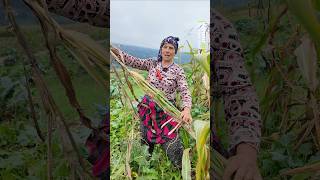 Başka Çaremiz Yok Mecburen... Resimi