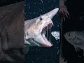 Goblin  Shark #ogblinshark  #marinelife #animalfacts #wildlifedocumentary #naturelovers