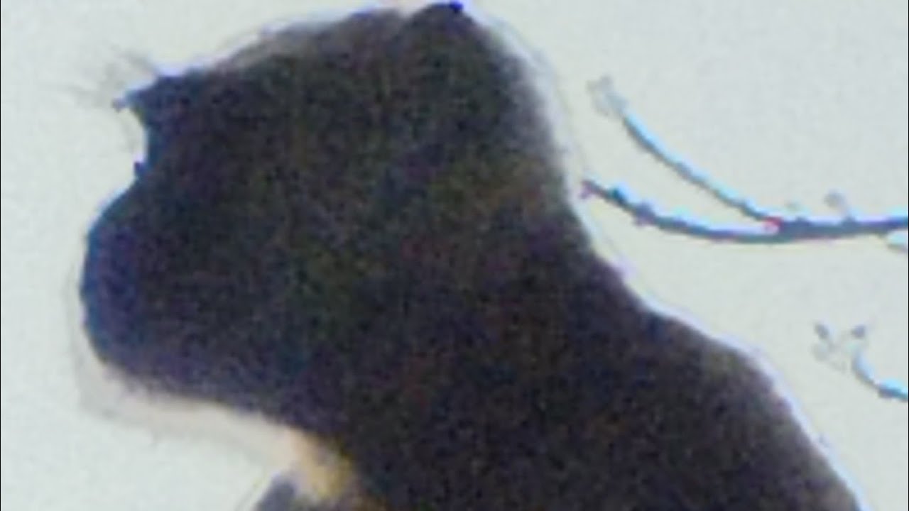 आप सभी का स्वागत है हमारे 🙏एल्बम में कैसे हैंआप लोग 🙏