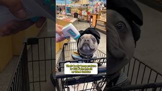 Never let your dog gets hotter than you!