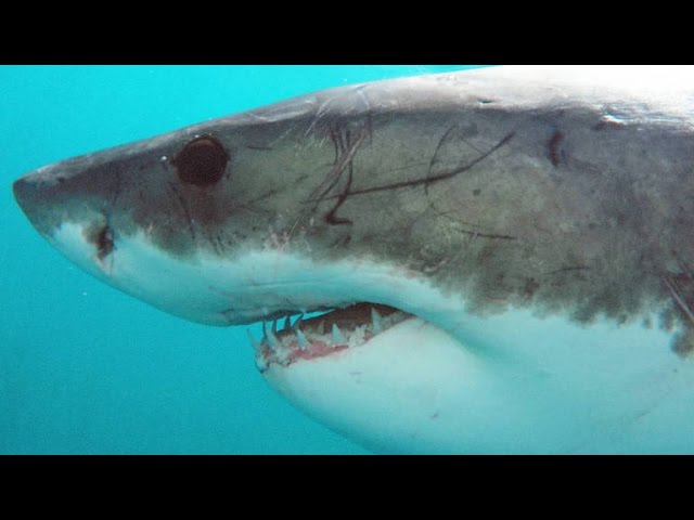 A Great White Can Go Through 20,000 Teeth In Its Lifetime 