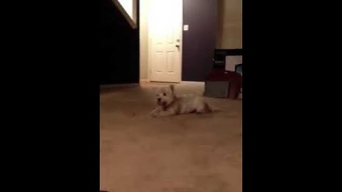 Sparky having Fun!!! by Magisto