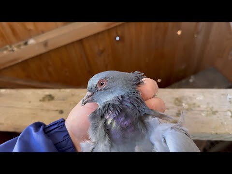 Как я лечу  ОРНИТОЗ! #göyərçin #pigeons #tauben #голуби #бакинскиеголуби