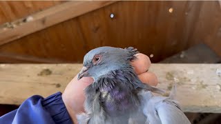 Как я лечу  ОРНИТОЗ! #göyərçin #pigeons #tauben #голуби #бакинскиеголуби