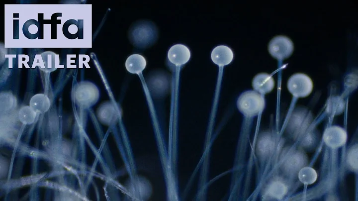 IDFA 2025 | Trailer | Holy Destructors