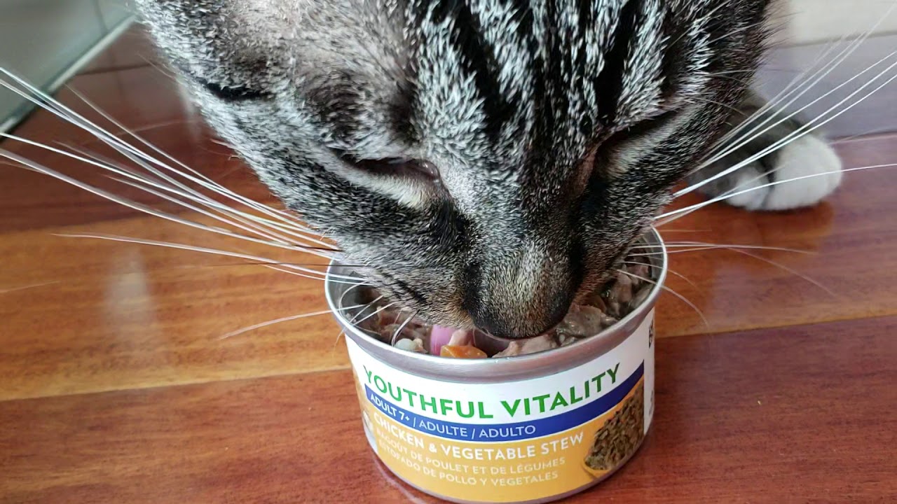 Cat Food Reviews Hills Science Diet Youthful Vitality Chicken