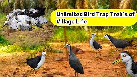 Sunset in the Village With Nature’s Birds for Forest #ruakruakking #birdhunting #sabscribe now 