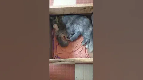 Watch the video about Persian cat available at Payyanur, Kannur