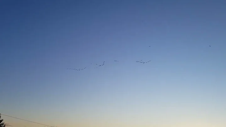 Canada Geese Final Approach Stanley River Easter S...