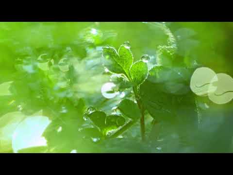 芽ぐみの雨（やなぎなぎ）－自作カラオケ～歌がうまけりゃ歌いたい