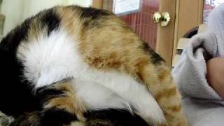 kitties3 014.avi