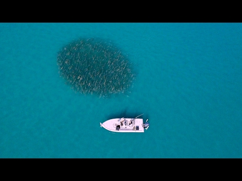 sight-fishing-for-giant-black-drums---4k