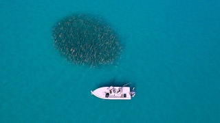 Sight Fishing for Giant Black Drums  4K