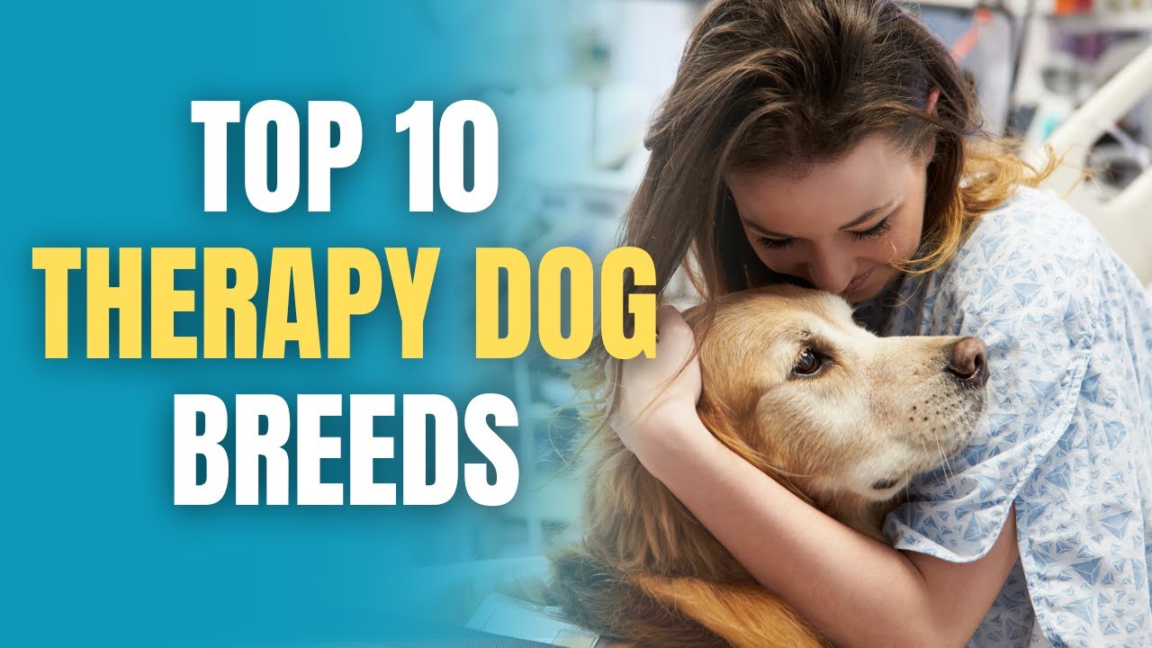 Top 10 Therapy Dogs You Won't Believe – Wait Until You See Number 1