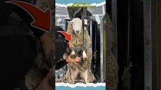 terlihat kejam namun menyelamatkan #animals #wild #shortvideo