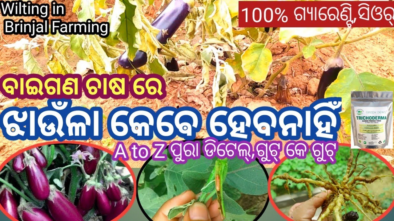 ବାଇଗଣ ର ଝାଉଁଳା ରୋଗ କେଵେ ହେବନାହିଁ ଗ୍ୟାରେଣ୍ଟି// ଝାଉଁଳା ରୋଗ // wilting of brinjal farming