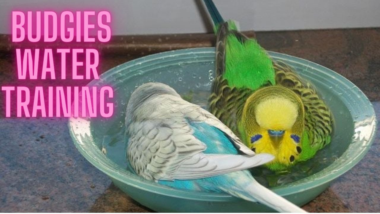 What to do if your parrot do not take shower / Budgies Water Training Birds bath Basics YouTube