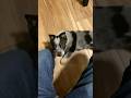 Puppy Marshall! #blueheeler #puppy #dogs