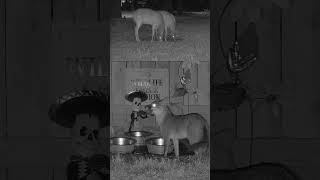 A fox, a raccon and two deer, friendly Friday night gathering at ... | #hula_n_hoopsplace on #Twitch
